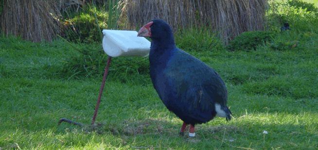 Takahe