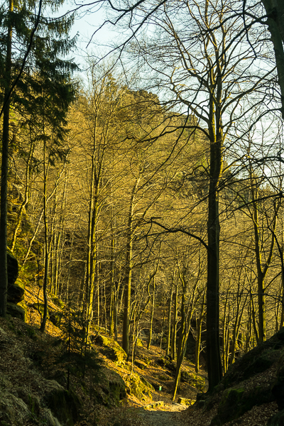 Abendsonne trifft Wurzelweg