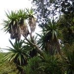 Und selbst die Cabbage Trees bl&uuml;hen.
