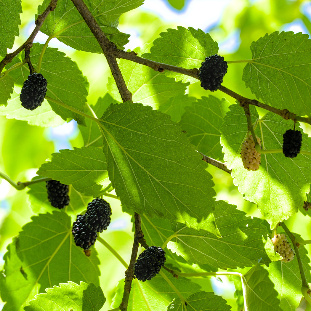 Maulbeeren am Baum
