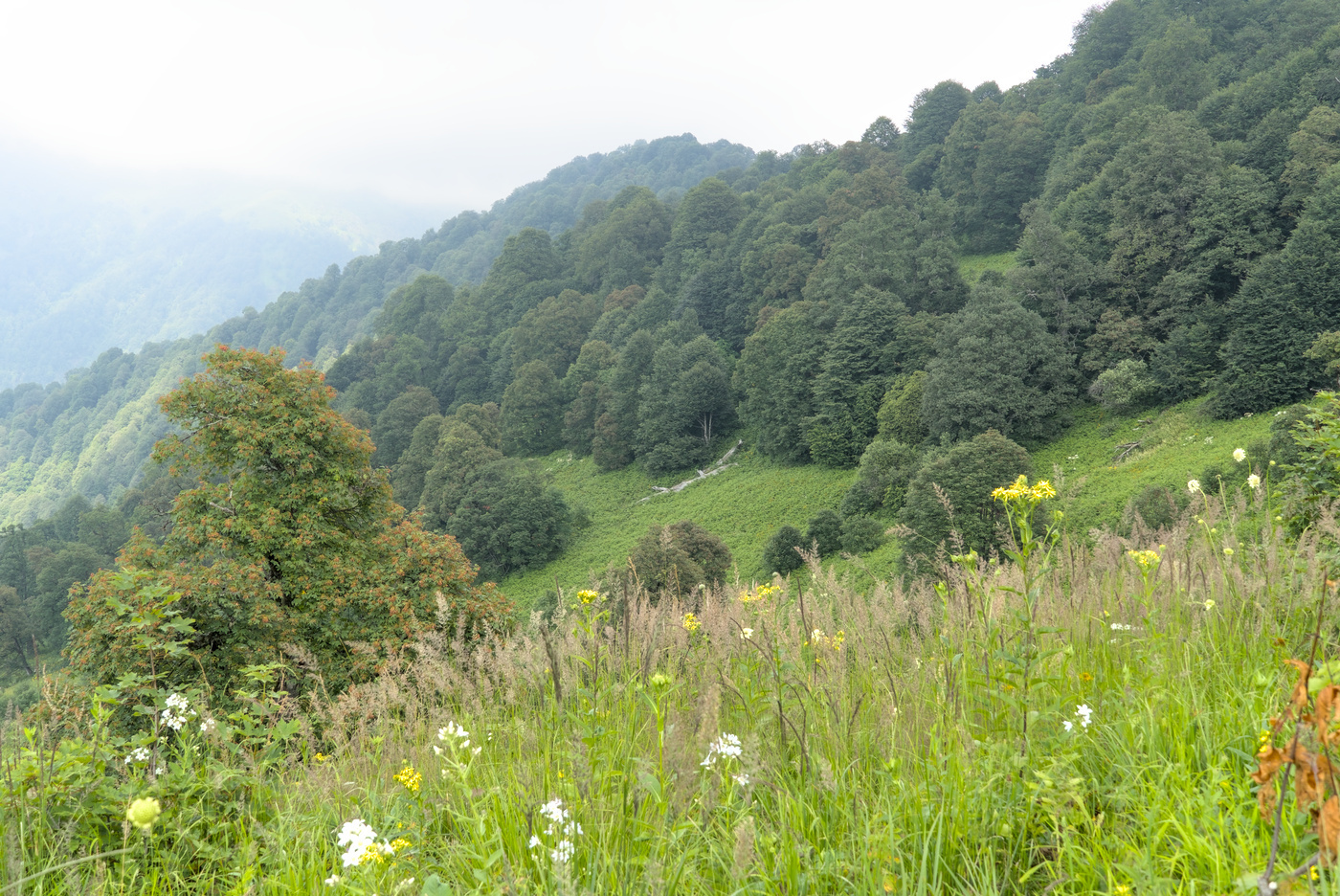 Blumenwiese in den Georgischen Bergen