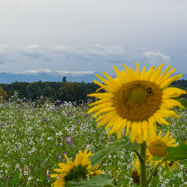 Slowenien – Österreich – Slowenien