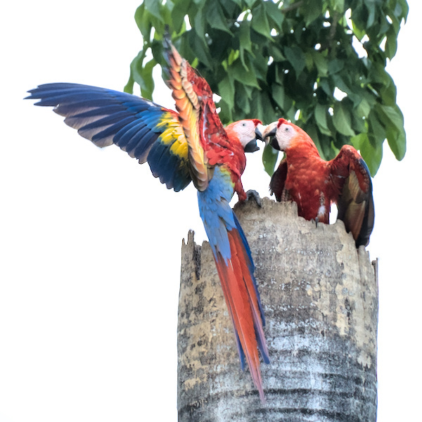 Definiere grün! – Costa Rica